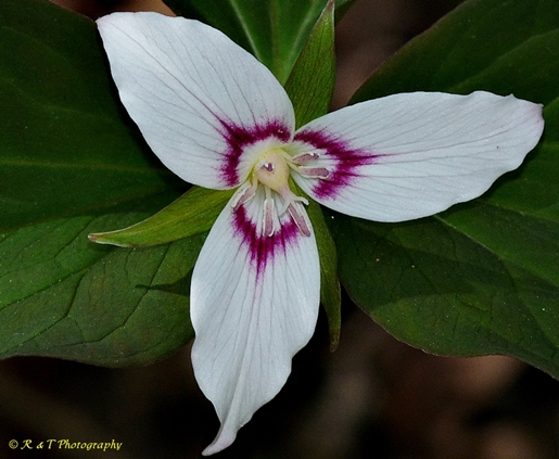 {Trillium undulatum}